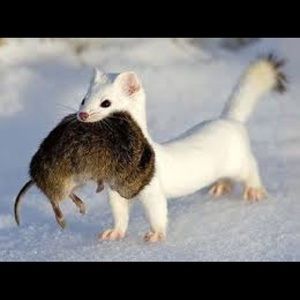 Meet your Posher, Keith